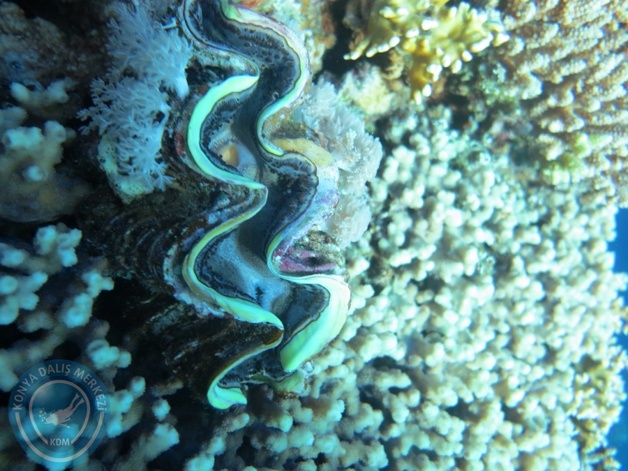 02-08 Aralık 2017 Sharm El Sheikh