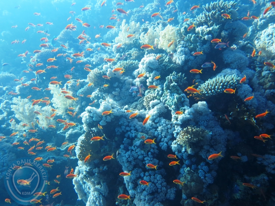 02-08 Aralık 2017 Sharm El Sheikh