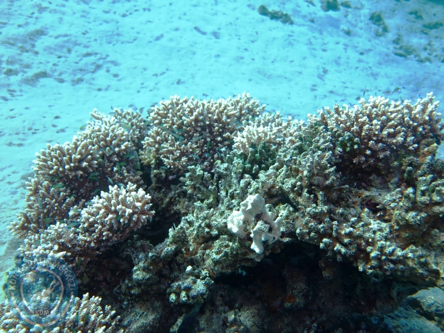 02-08 Aralık 2017 Sharm El Sheikh
