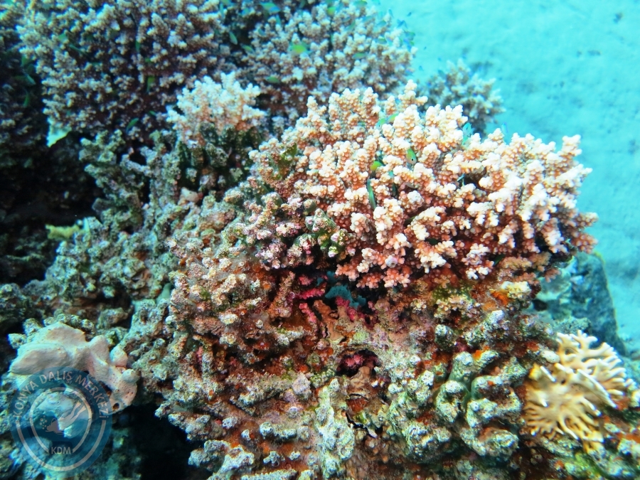 02-08 Aralık 2017 Sharm El Sheikh