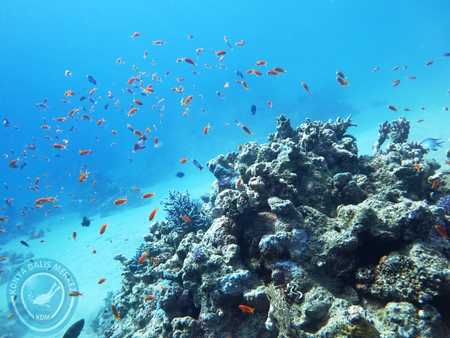 02-08 Aralık 2017 Sharm El Sheikh