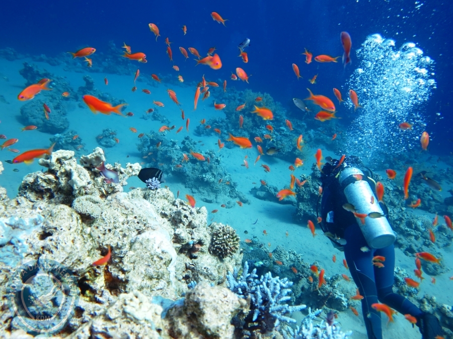 02-08 Aralık 2017 Sharm El Sheikh