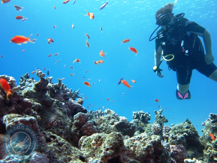 02-08 Aralık 2017 Sharm El Sheikh