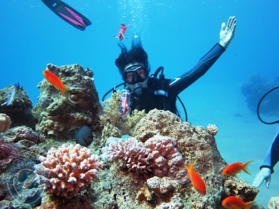 02-08 Aralık 2017 Sharm El Sheikh