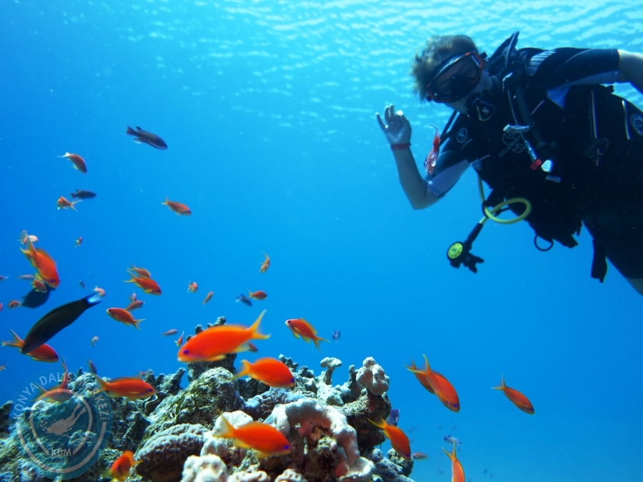 02-08 Aralık 2017 Sharm El Sheikh