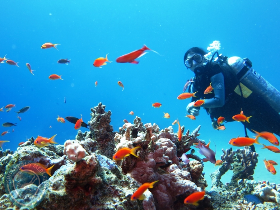 02-08 Aralık 2017 Sharm El Sheikh