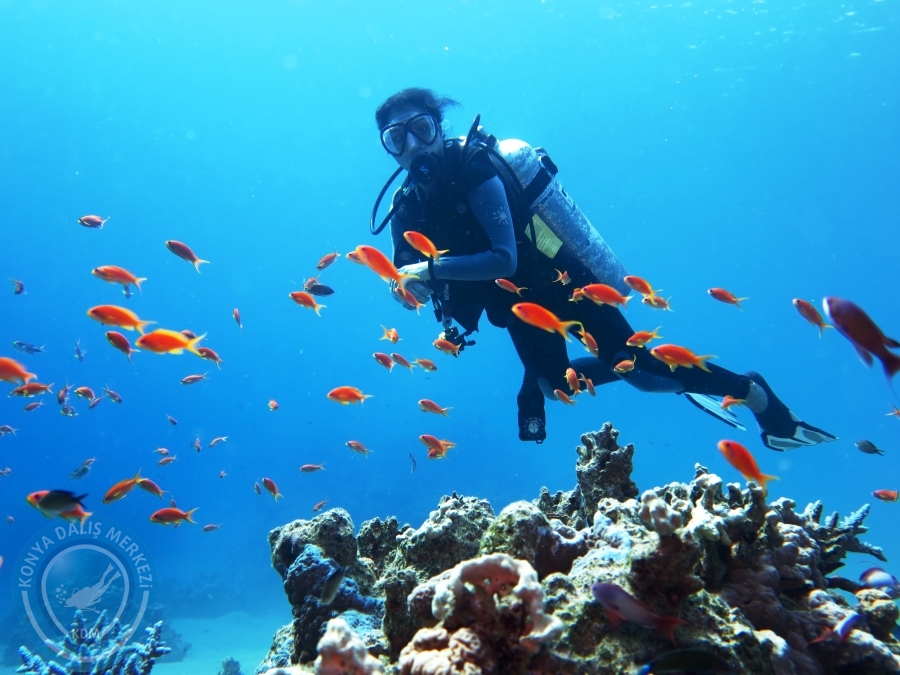 02-08 Aralık 2017 Sharm El Sheikh