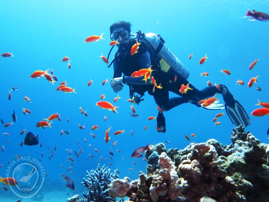 02-08 Aralık 2017 Sharm El Sheikh