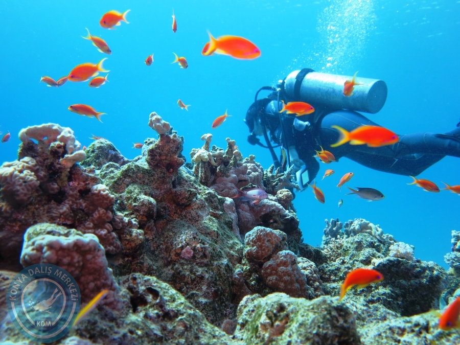 02-08 Aralık 2017 Sharm El Sheikh