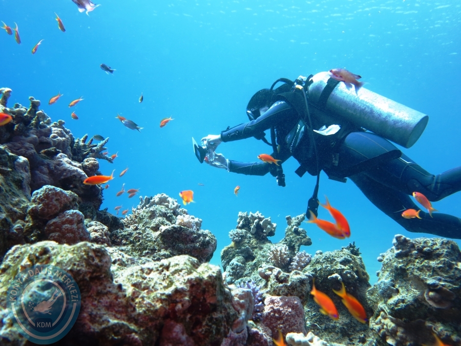 02-08 Aralık 2017 Sharm El Sheikh