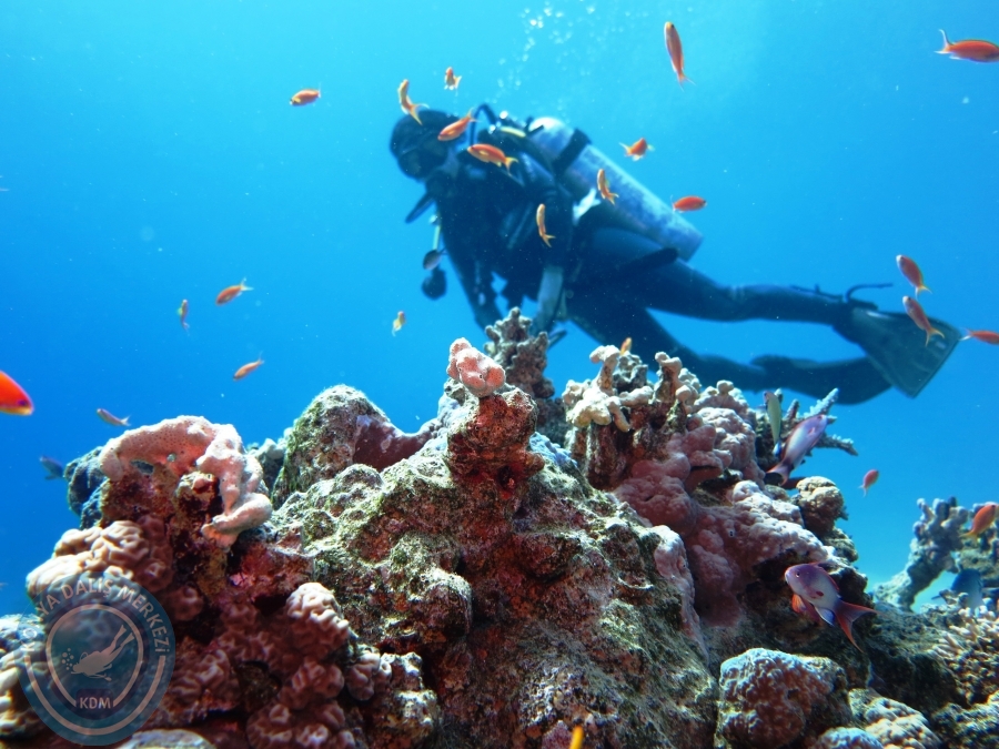 02-08 Aralık 2017 Sharm El Sheikh