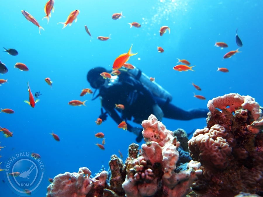 02-08 Aralık 2017 Sharm El Sheikh