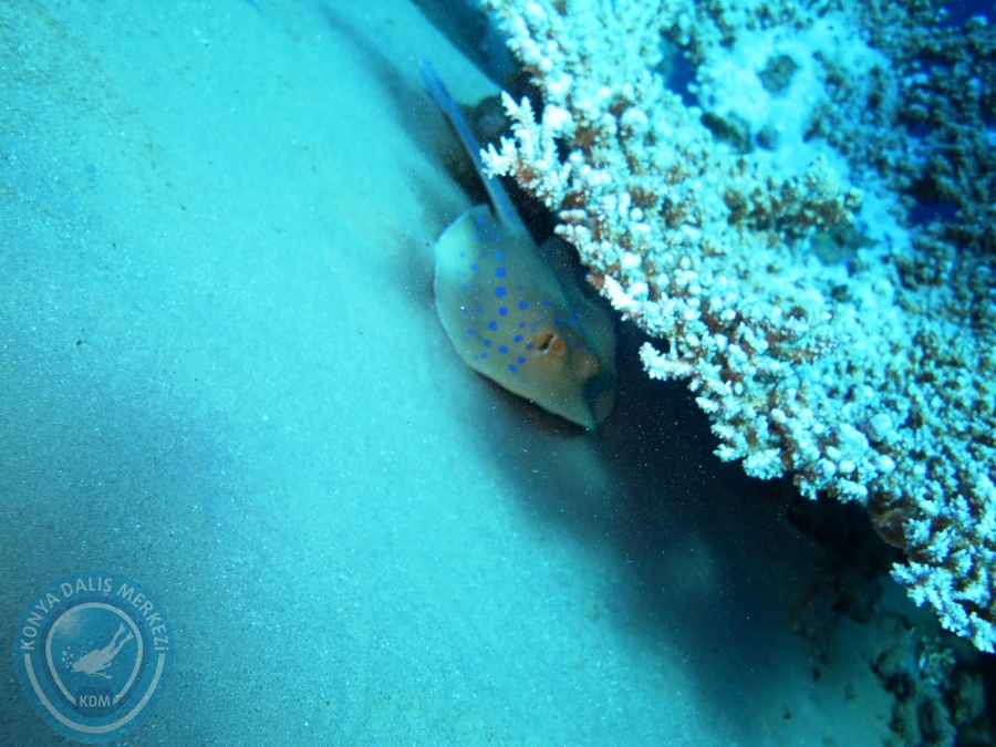 02-08 Aralık 2017 Sharm El Sheikh
