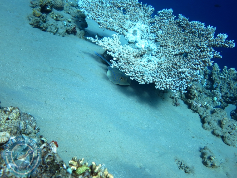 02-08 Aralık 2017 Sharm El Sheikh