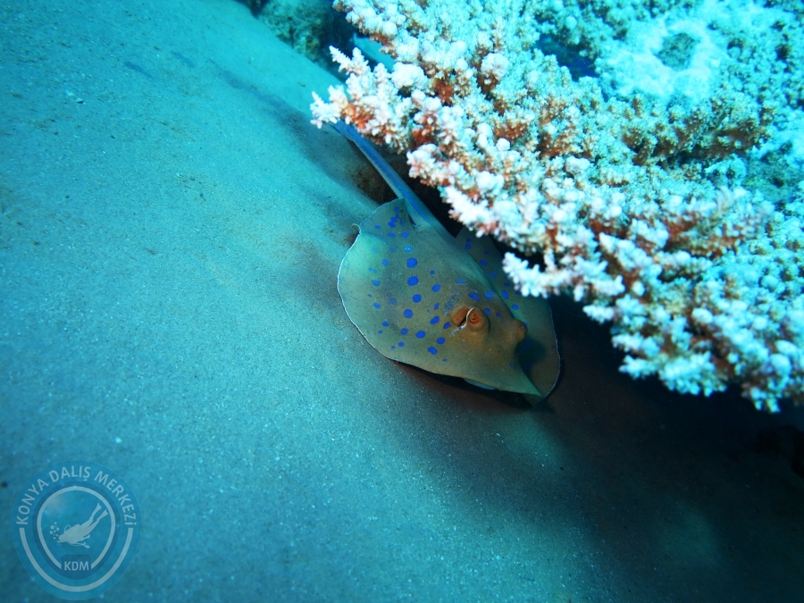 02-08 Aralık 2017 Sharm El Sheikh