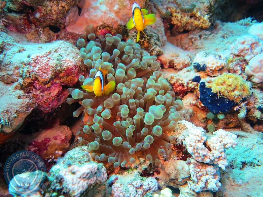 02-08 Aralık 2017 Sharm El Sheikh