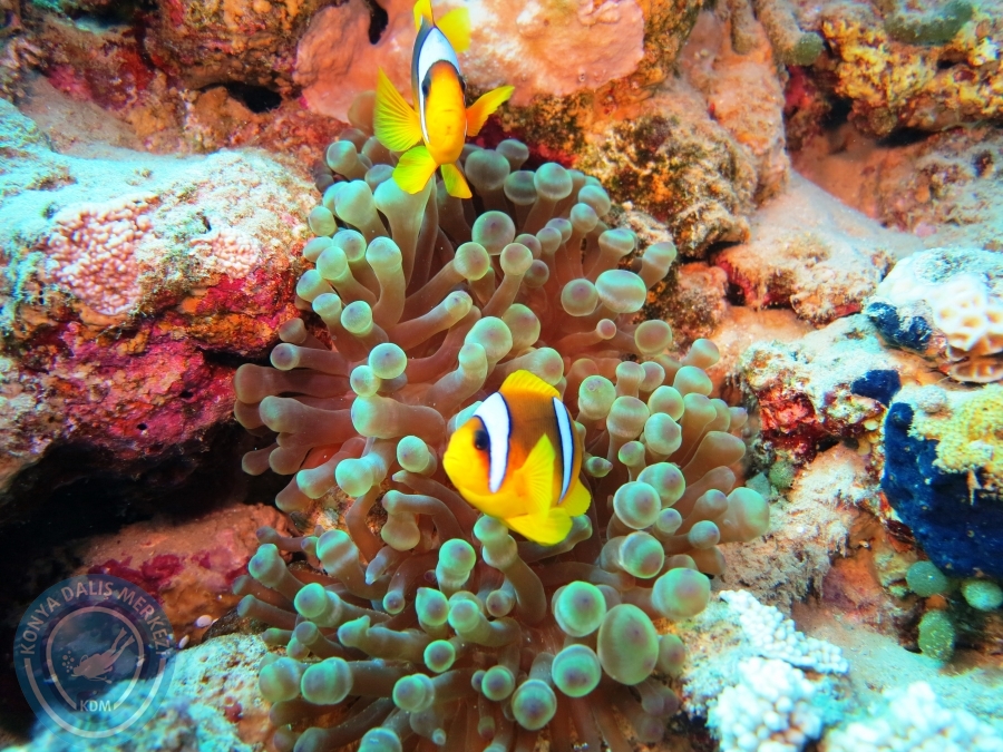 02-08 Aralık 2017 Sharm El Sheikh