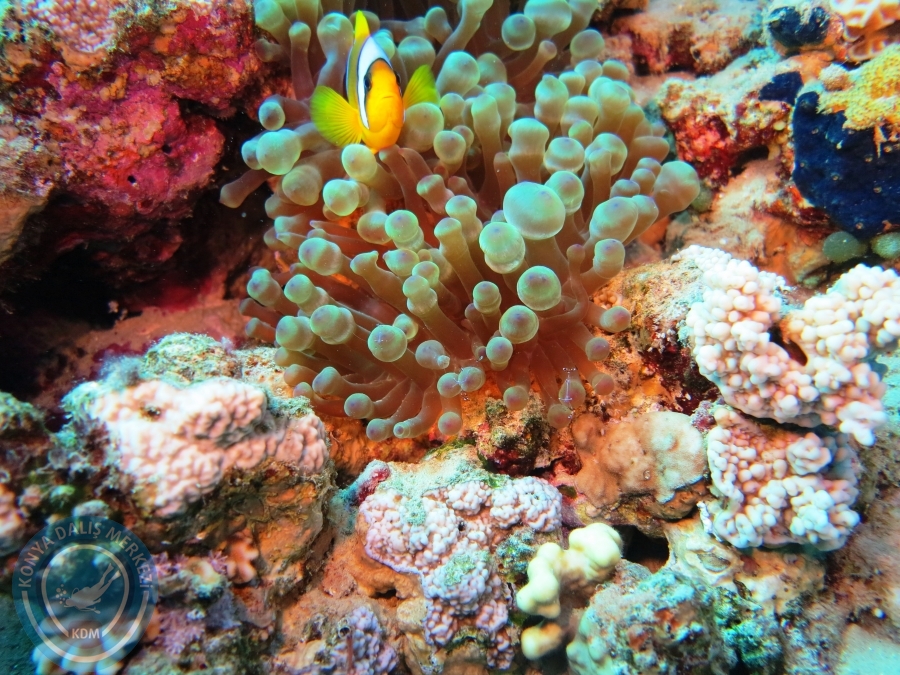 02-08 Aralık 2017 Sharm El Sheikh