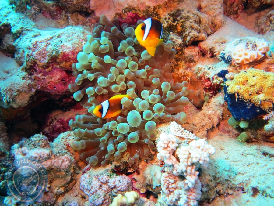 02-08 Aralık 2017 Sharm El Sheikh