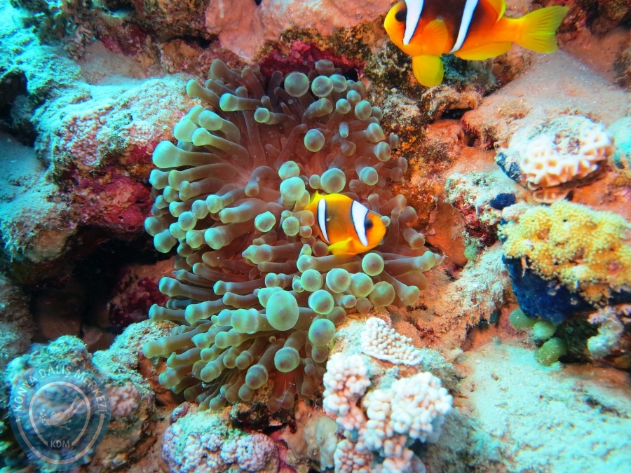 02-08 Aralık 2017 Sharm El Sheikh