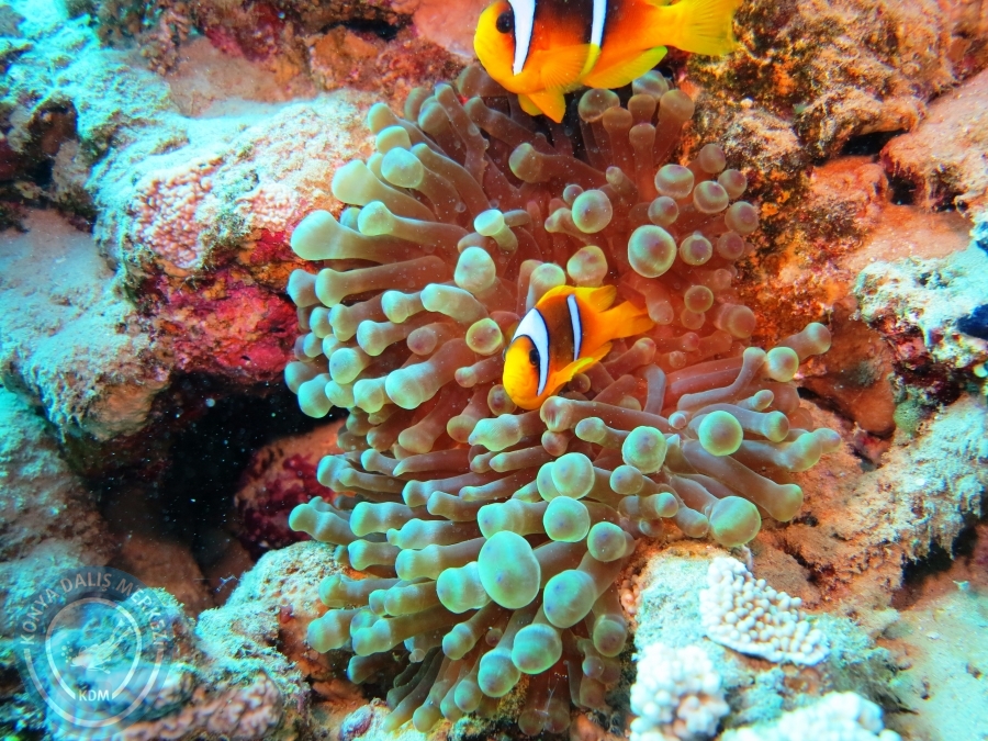 02-08 Aralık 2017 Sharm El Sheikh