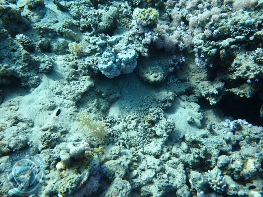 02-08 Aralık 2017 Sharm El Sheikh
