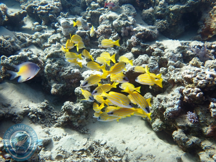 02-08 Aralık 2017 Sharm El Sheikh