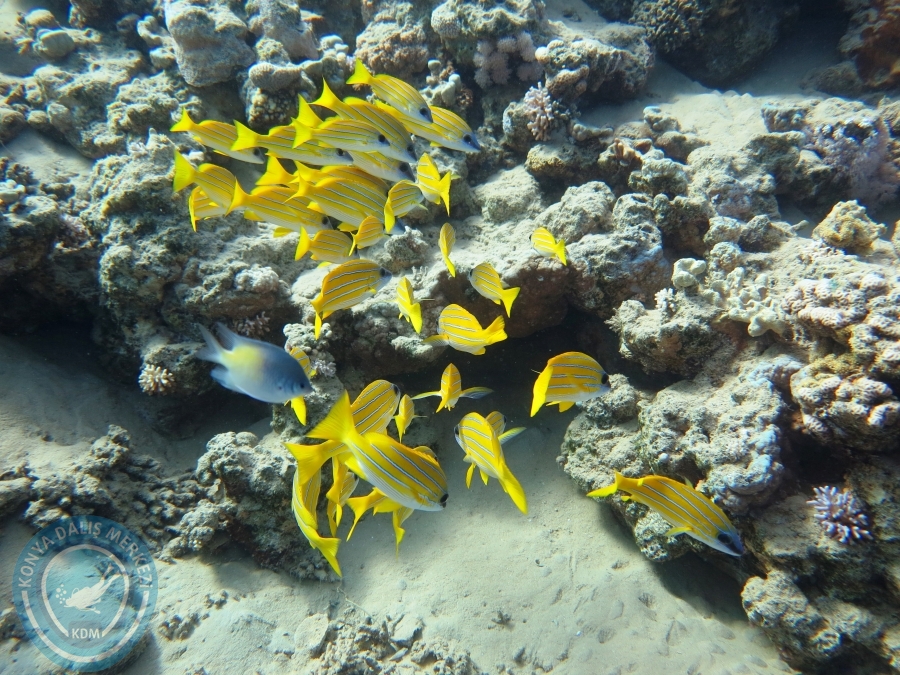 02-08 Aralık 2017 Sharm El Sheikh