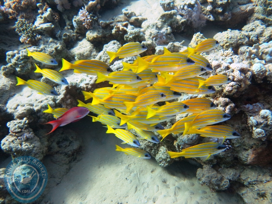 02-08 Aralık 2017 Sharm El Sheikh