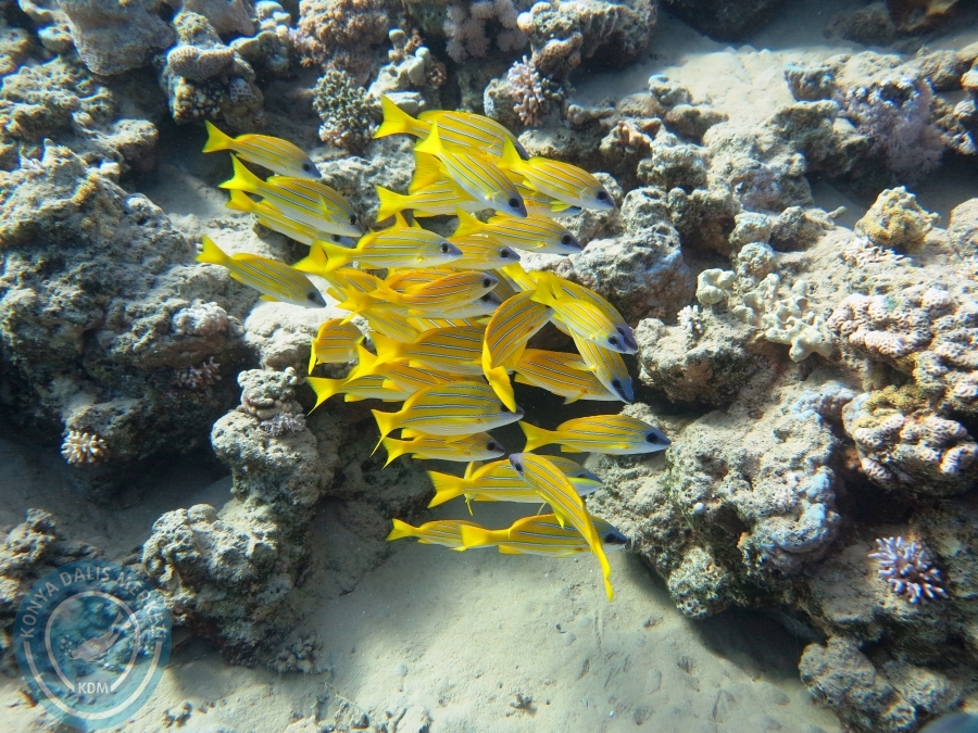 02-08 Aralık 2017 Sharm El Sheikh