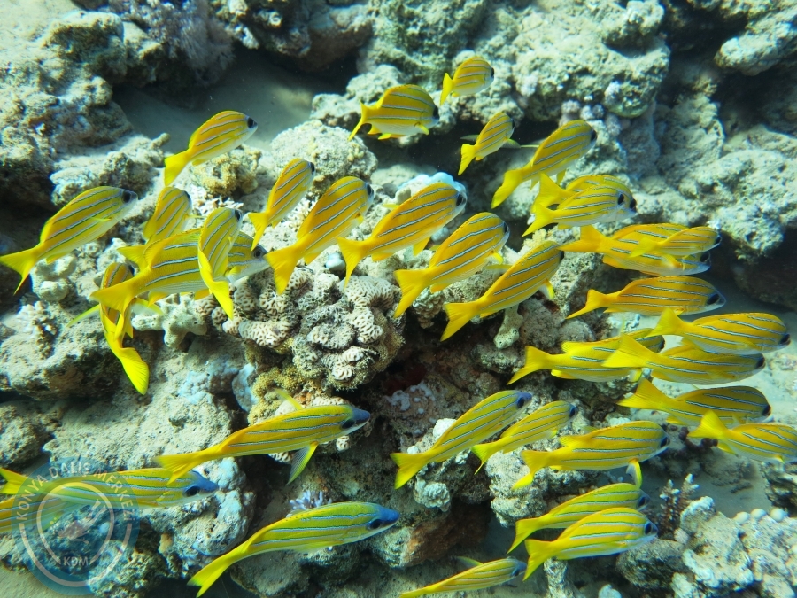 02-08 Aralık 2017 Sharm El Sheikh