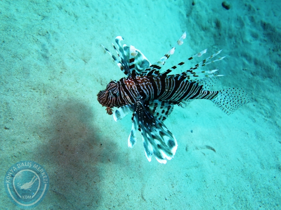 02-08 Aralık 2017 Sharm El Sheikh