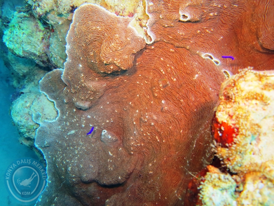 02-08 Aralık 2017 Sharm El Sheikh