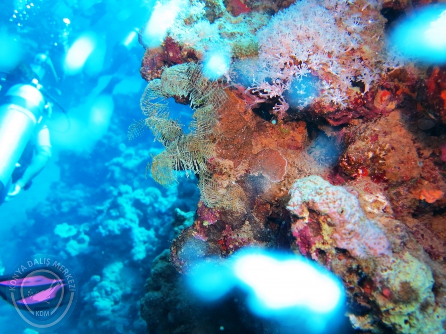 02-08 Aralık 2017 Sharm El Sheikh