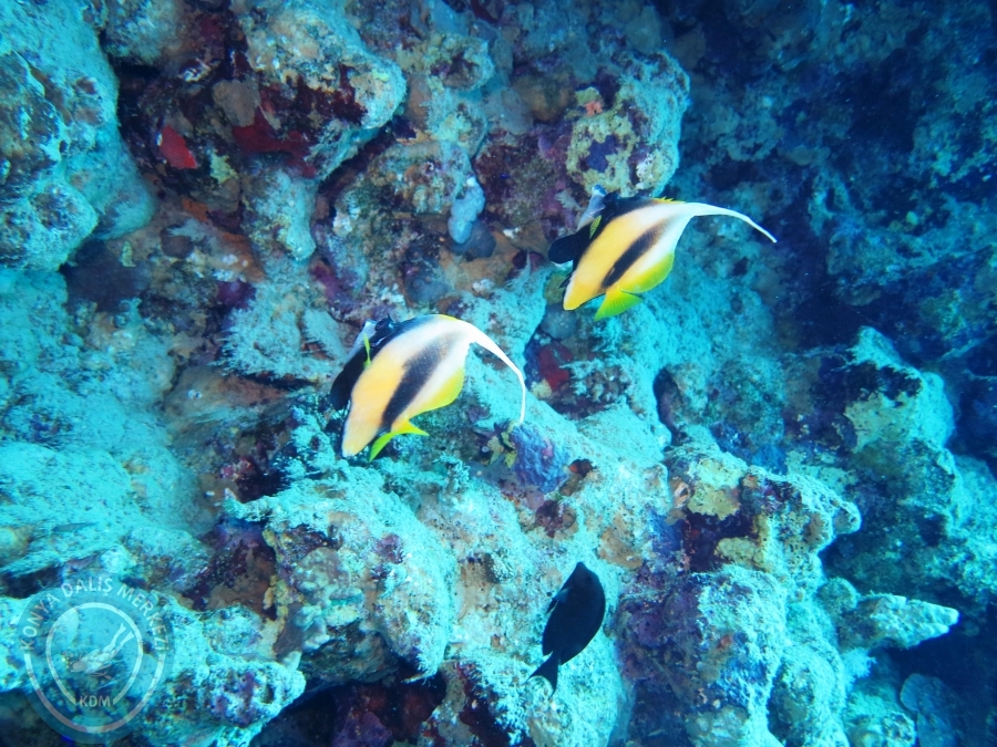 02-08 Aralık 2017 Sharm El Sheikh