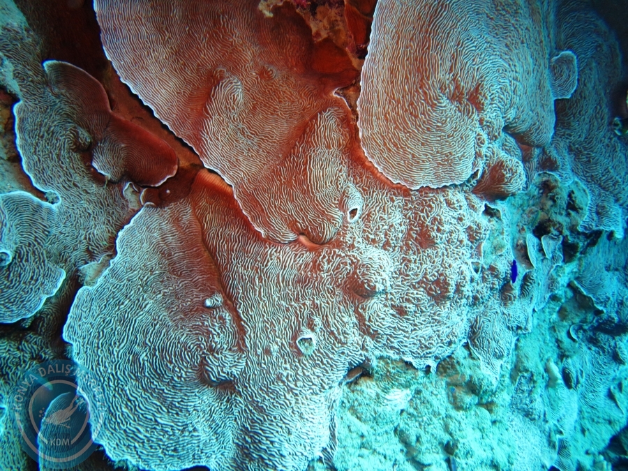 02-08 Aralık 2017 Sharm El Sheikh