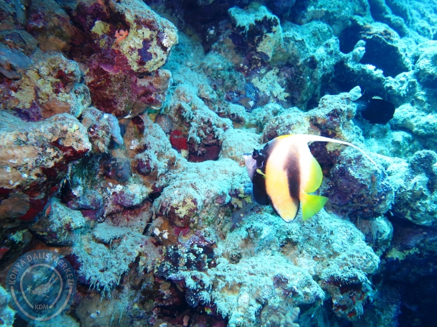 02-08 Aralık 2017 Sharm El Sheikh