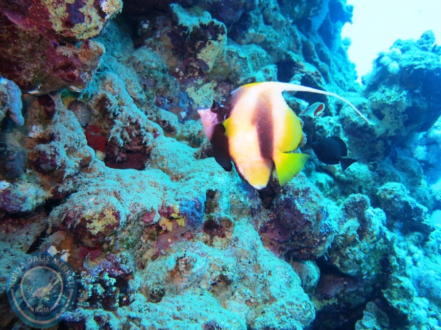 02-08 Aralık 2017 Sharm El Sheikh