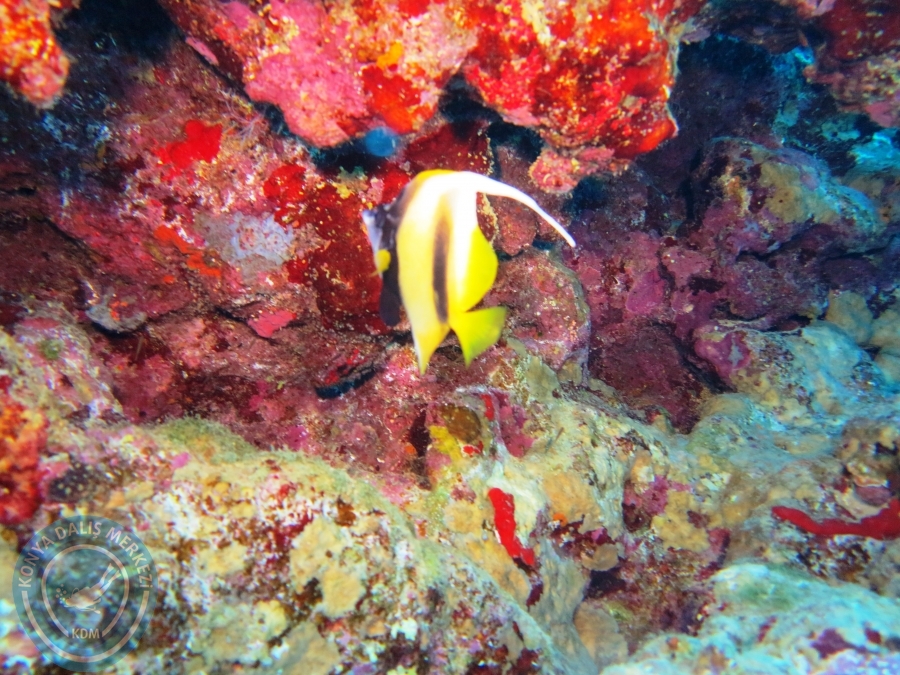 02-08 Aralık 2017 Sharm El Sheikh
