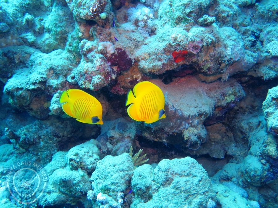 02-08 Aralık 2017 Sharm El Sheikh