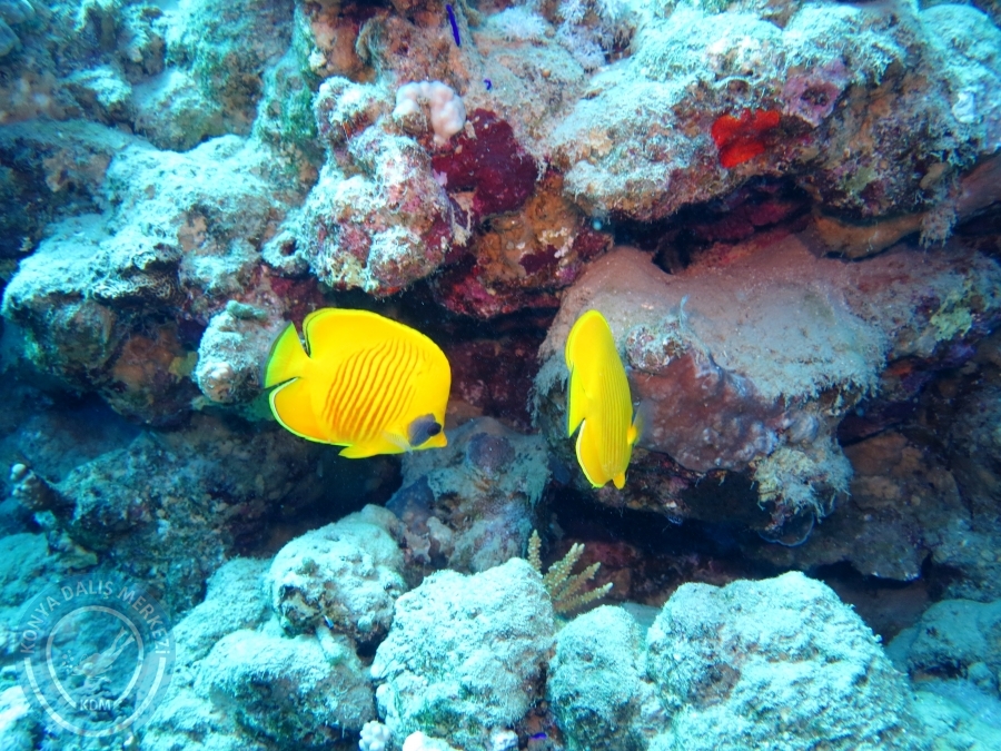 02-08 Aralık 2017 Sharm El Sheikh