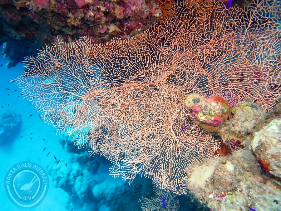 02-08 Aralık 2017 Sharm El Sheikh