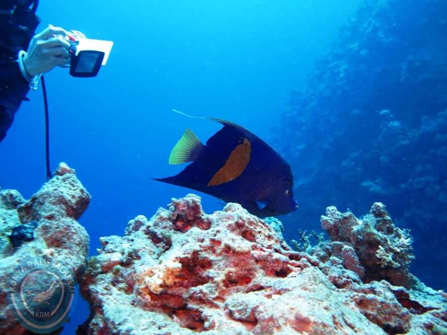 02-08 Aralık 2017 Sharm El Sheikh