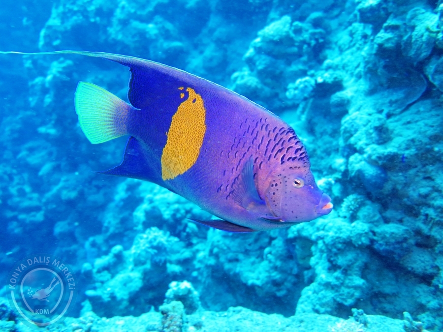 02-08 Aralık 2017 Sharm El Sheikh