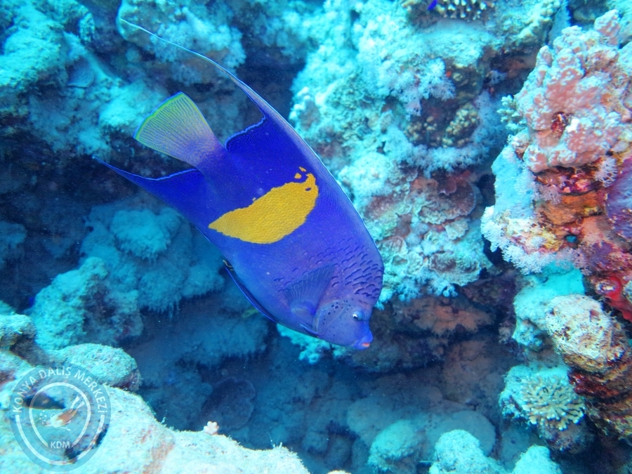02-08 Aralık 2017 Sharm El Sheikh