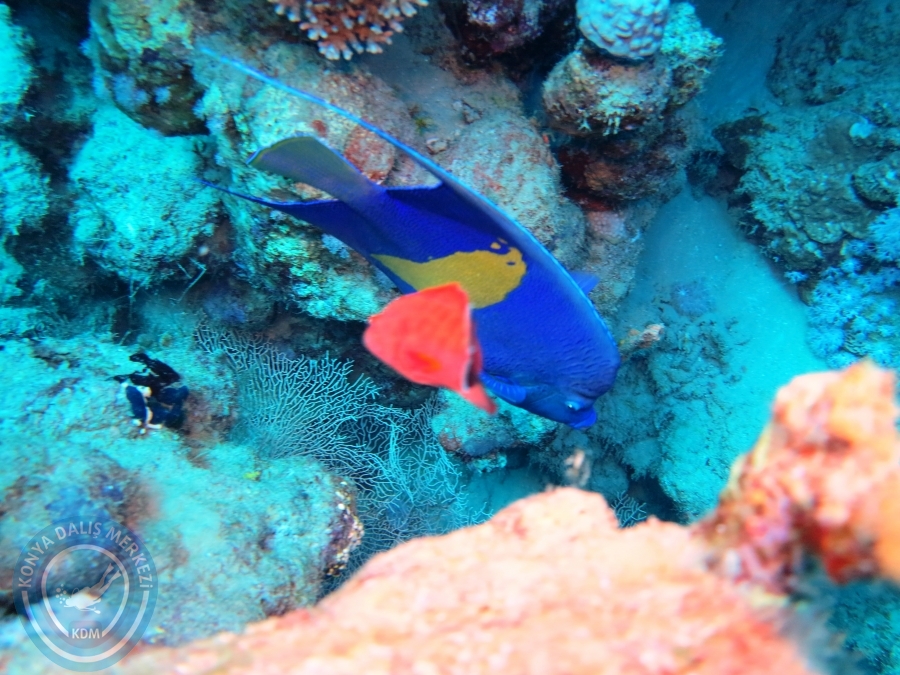 02-08 Aralık 2017 Sharm El Sheikh