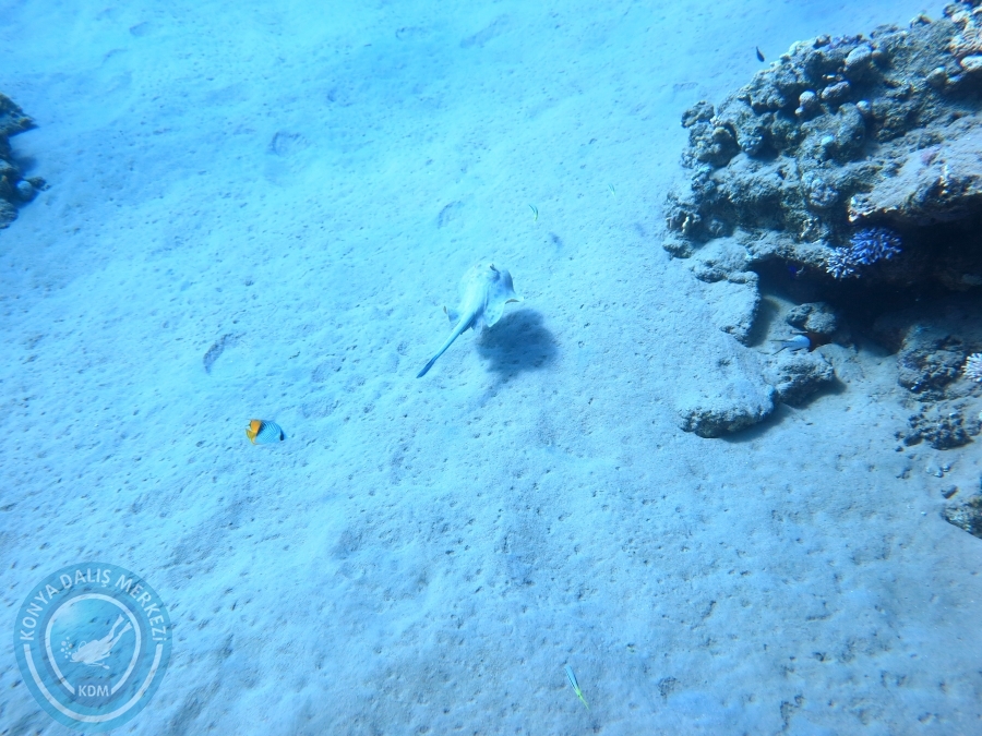 02-08 Aralık 2017 Sharm El Sheikh