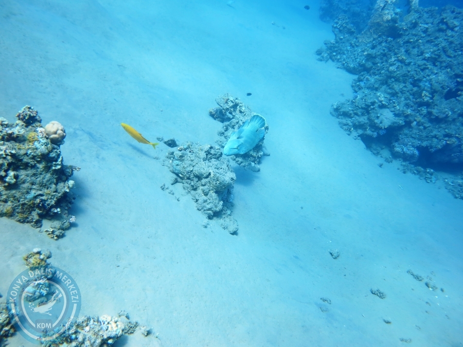 02-08 Aralık 2017 Sharm El Sheikh