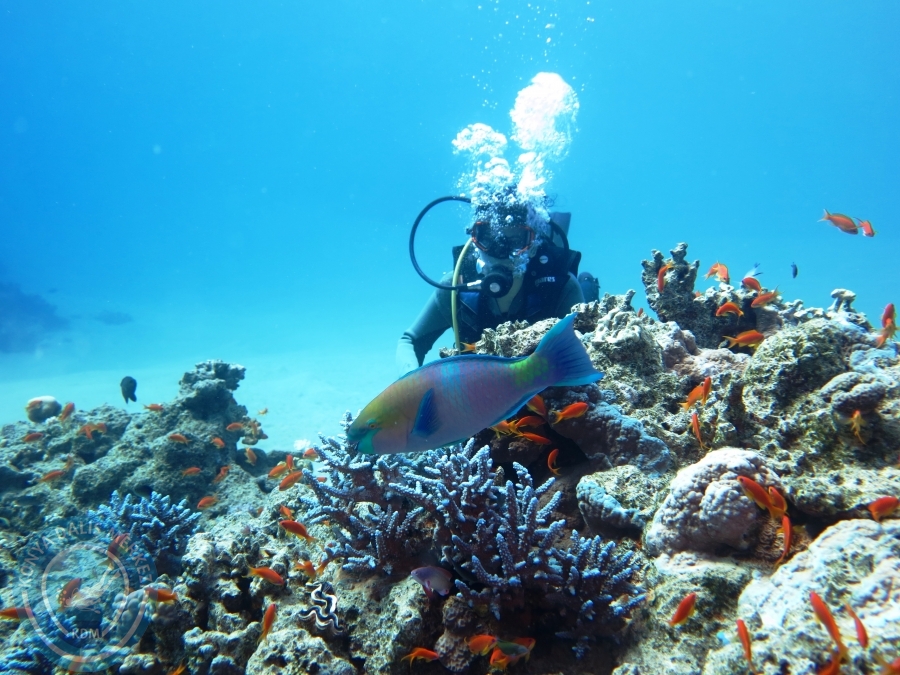 02-08 Aralık 2017 Sharm El Sheikh