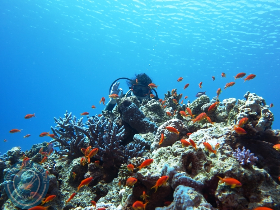 02-08 Aralık 2017 Sharm El Sheikh